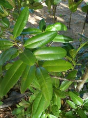 Calophyllum
