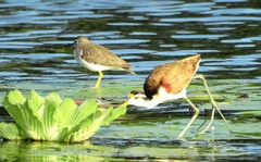 Jacana spinosa