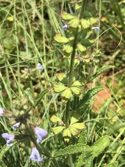 Salvia runcinata