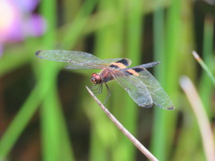 Rhyothemis phyllis beatricis