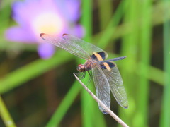 Rhyothemis phyllis beatricis