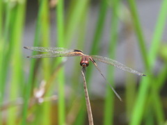 Rhyothemis phyllis beatricis