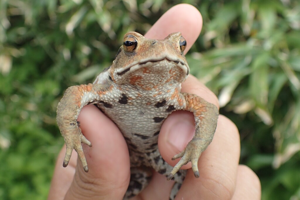 Eastern-Japanese Common Toad in July 2017 by hakkahamushi · iNaturalist