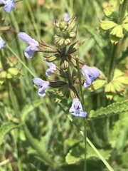 Salvia runcinata