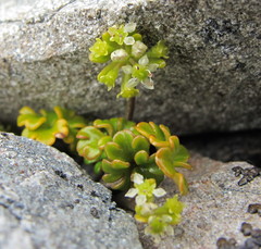 Azorella hydrocotyloides