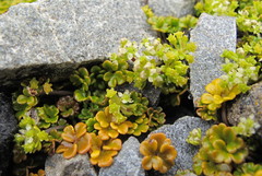Azorella hydrocotyloides