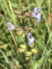 Salvia runcinata