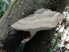 Fomitopsis hemitephra