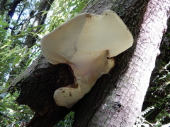 Fomitopsis hemitephra