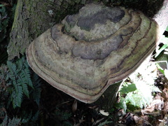 Fomitopsis hemitephra