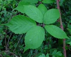 Rubus amplificatus