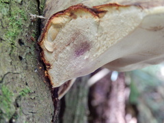 Fomitopsis hemitephra