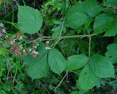 Rubus amplificatus