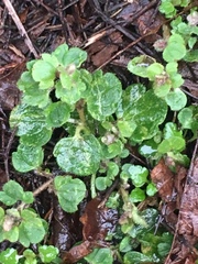 Veronica hederifolia
