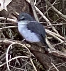 Eopsaltria georgiana