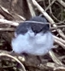 Eopsaltria georgiana