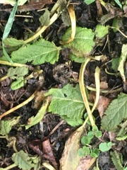 Betonica officinalis