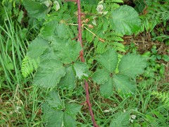 Rubus incurvatus