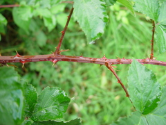 Rubus incurvatus