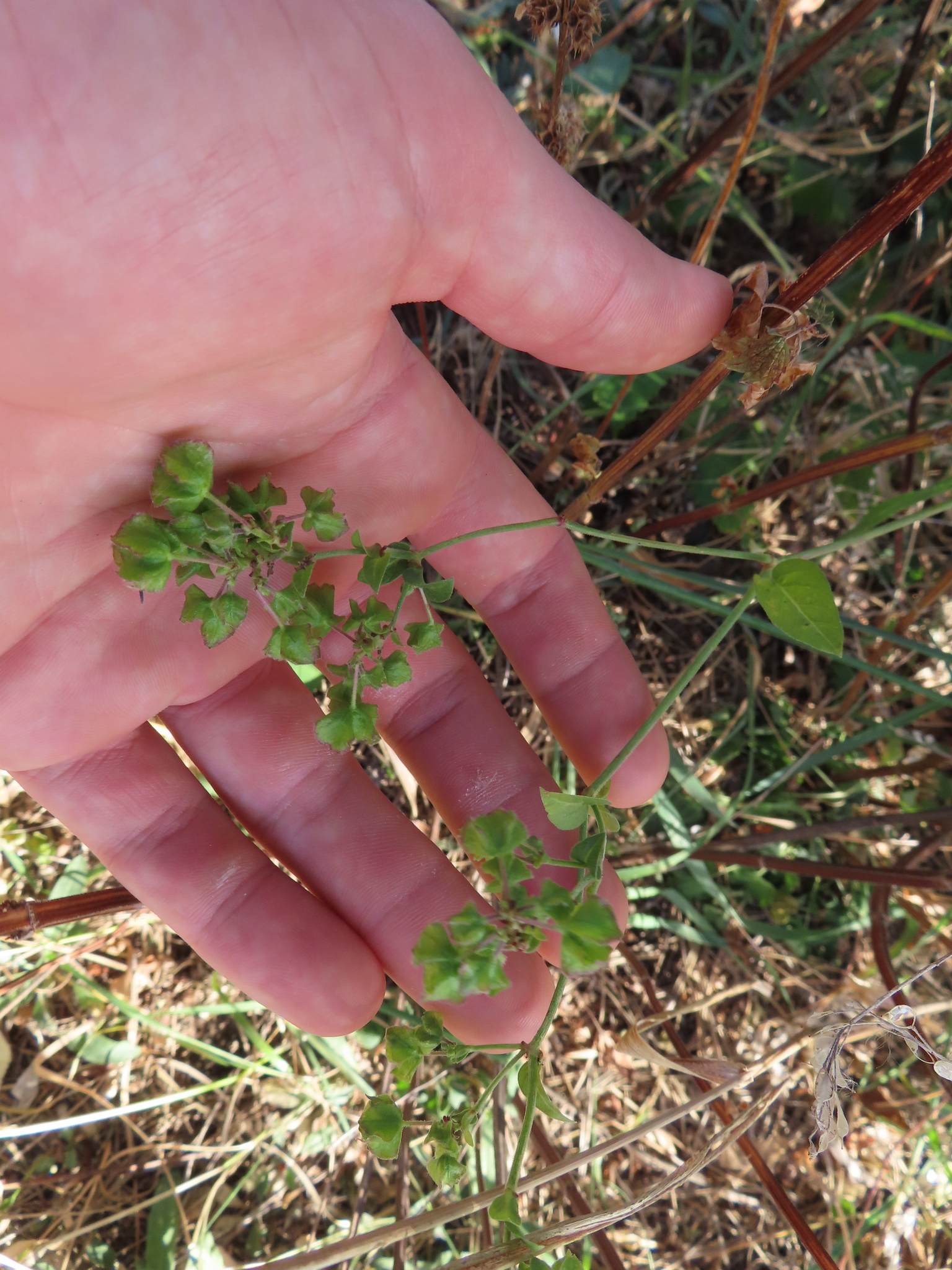 Heartleaf Four O'clock (Mirabilis nyctaginea)