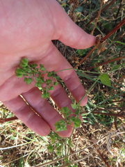 Mirabilis À Feuilles En Cœur (Mirabilis nyctaginea)