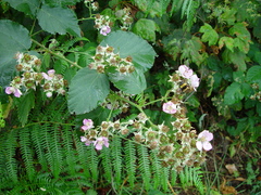 Rubus incurvatus