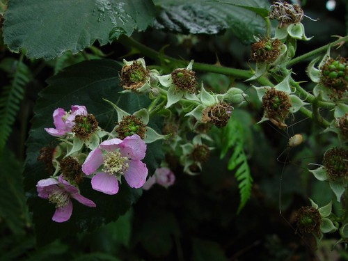 North Wales Bramble (Rubus incurvatus)