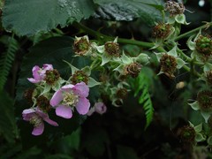 Rubus incurvatus