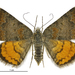 Orange Underwing - Photo (c) Landcare Research New Zealand Ltd., some rights reserved (CC BY)
