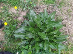 Magnoliopsida