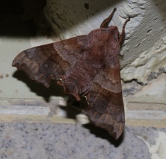 Cypoides chinensis