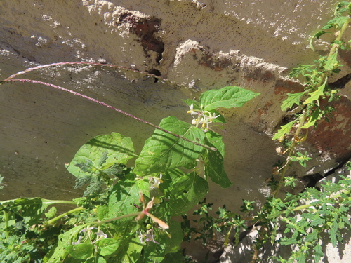 eastern black nightshade (Solanum emulans)