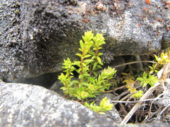 Galium perpusillum