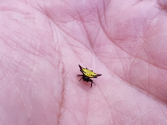 Gasteracantha sauteri