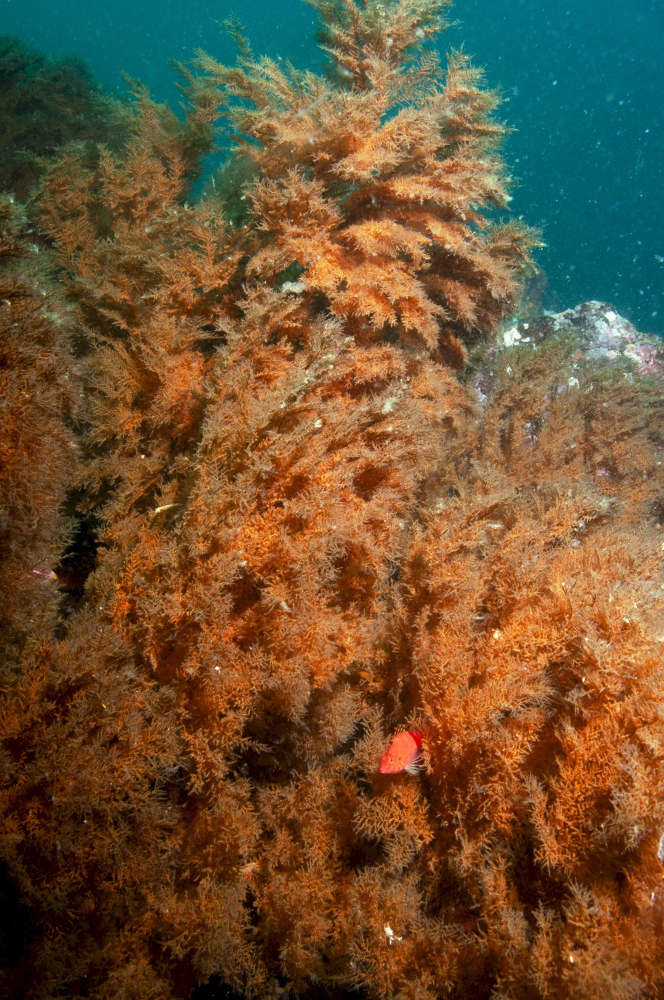 Myriopathes panamensis (Verrill, 1869)