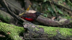 Erythropitta venusta