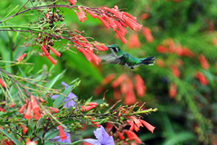 Garden Emerald photo 3