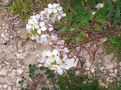 Diplotaxis erucoides