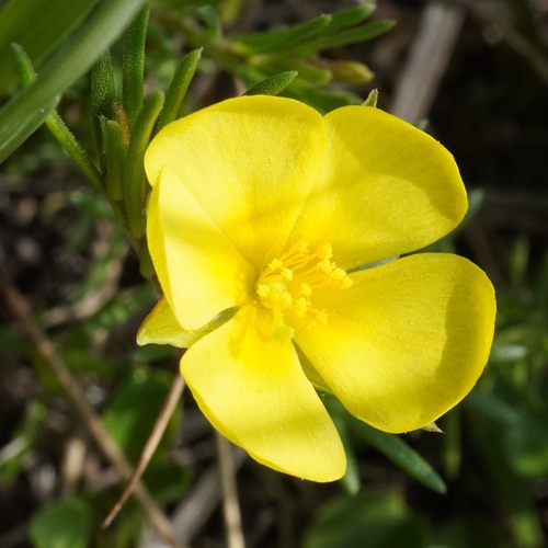 Heath-rose (Fumana procumbens)
