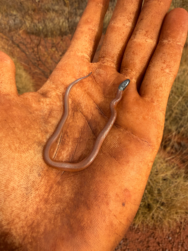 Pilbara Hooded Snake