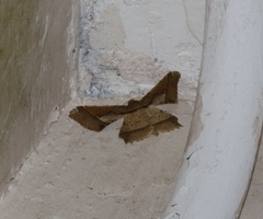 Krananda latimarginaria