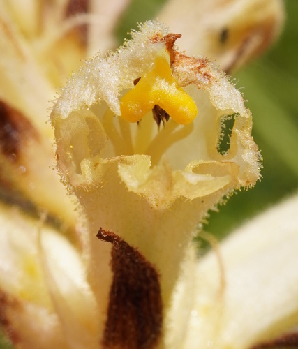 Medick broomrape (Orobanche lutea)