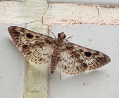 Rhimphaliodes macrostigma