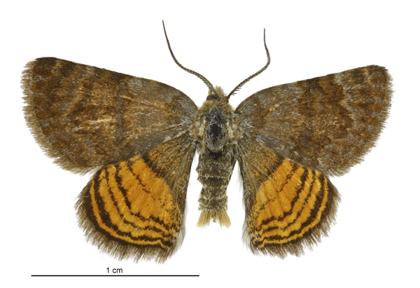 Striped Orange Underwing
