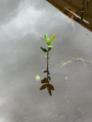Rhizophora mangle observed 2026-02-06