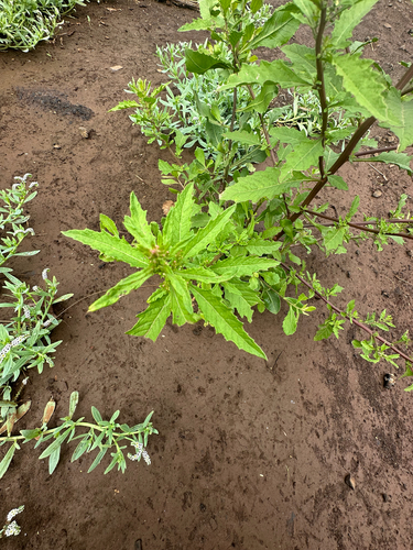 Dysphania ambrosioides observed 2026-02-06
