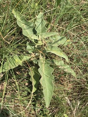 Solanum elaeagnifolium