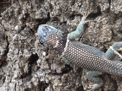 Sceloporus aureolus