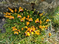 Calceolaria uniflora
