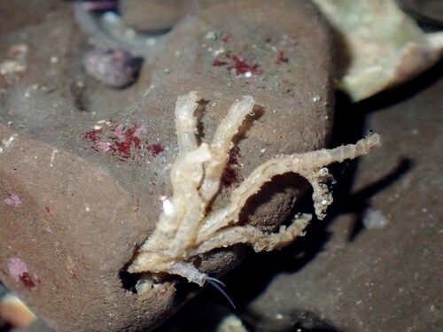 Phyllochaetopterus observed 2026-01-31